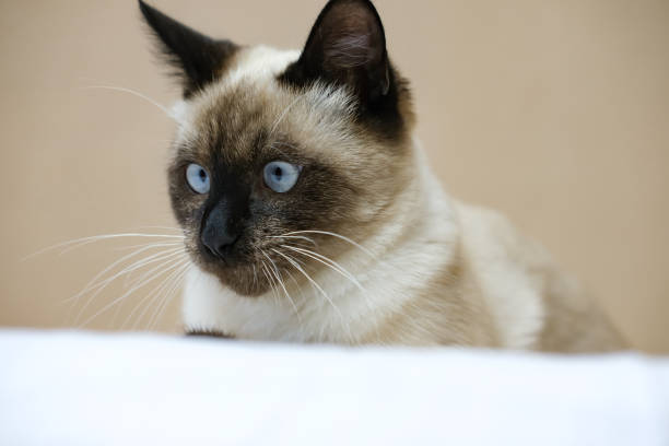 istock Charming Siamese kitten lies on the bed. 1413992385