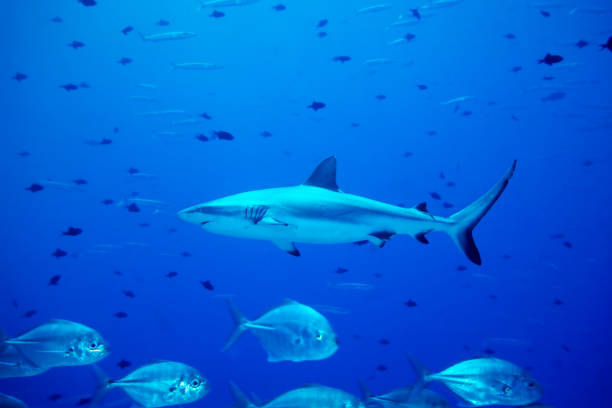 istock Gray reef shark, Carcharhinus amblyrhynchos 1413993257