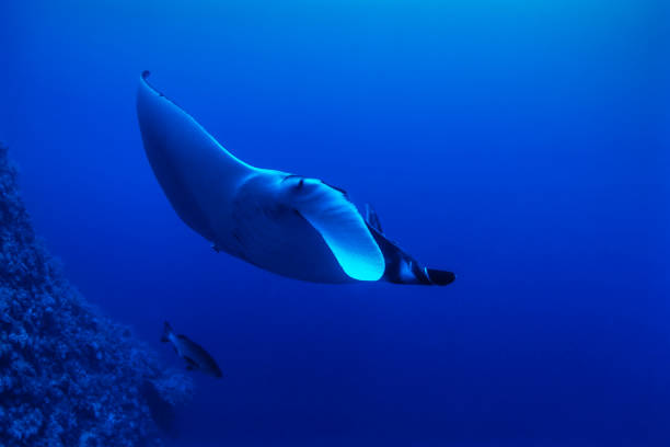 istock Manta, Manta birostris 1413993258