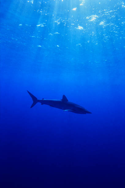 istock Silk shark, Carcharhinus falciformis 1413993272