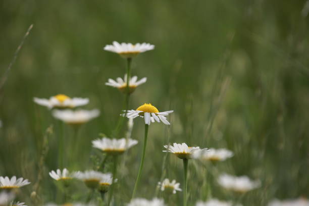 istock daisy flowers blooming with the arrival of spring 1413996467
