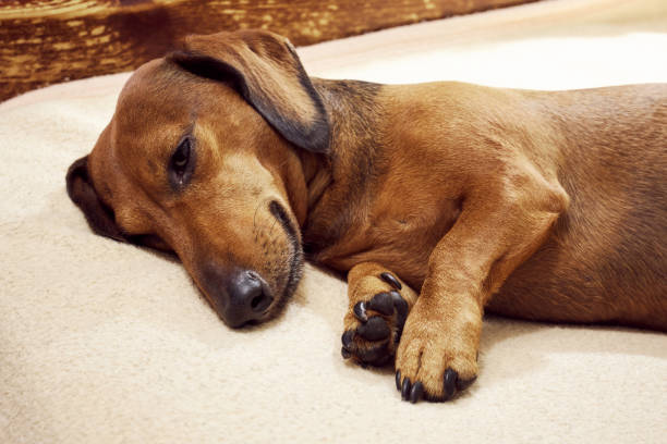 istock A small dog lies on the bed 1413997493