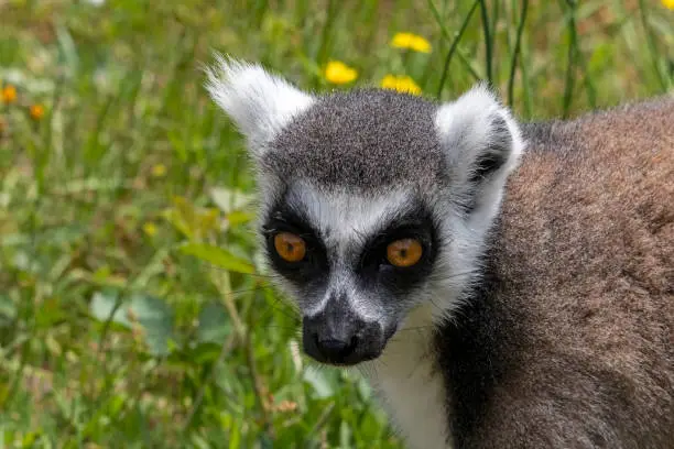 Close-up of a ringed-tailed lemur seen from the front with a leaf background