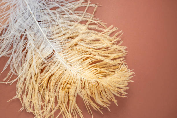 istock Luxurious ostrich feather on a beige background. Flat lay, top view, copy space. 1413997532