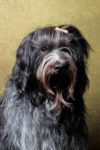 istock Schapendoes (Dutch Sheepdog) close up 1413997970