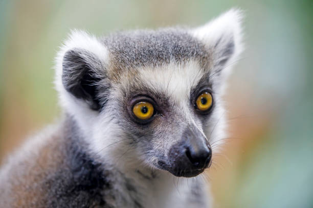 Ring-tailed lemur (lemur catta) close up shot
