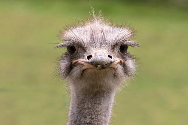 Ostrich head in portrait stock photo
