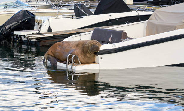 freya the walrus relaxing on a speedboat on snarøya, bærum  norway - 바다코끼리 뉴스 사진 이미지