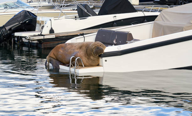 freya a morsa relaxando em uma lancha em snarøya, bærum noruega - morsa - fotografias e filmes do acervo