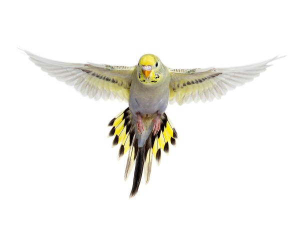 grey rainbow Budgeriar bird flying wings spread, isolated on white