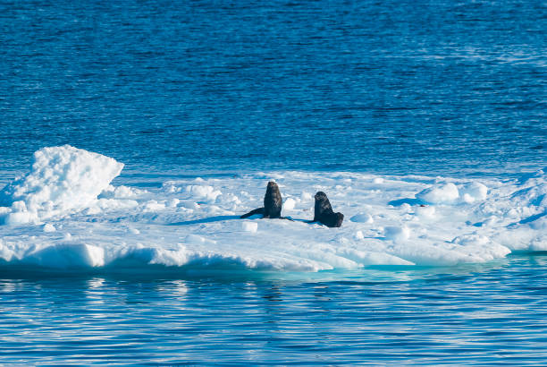 istock Seal on an iceberg, in a frozen 1413998977