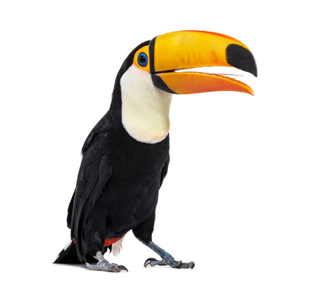 istock Toucan toco beak open, we can see its tongue, Ramphastos toco, isolated on white 1413999040