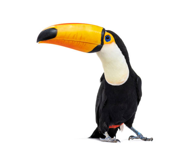 istock Toucan toco, Ramphastos toco, isolated on white 1413999043