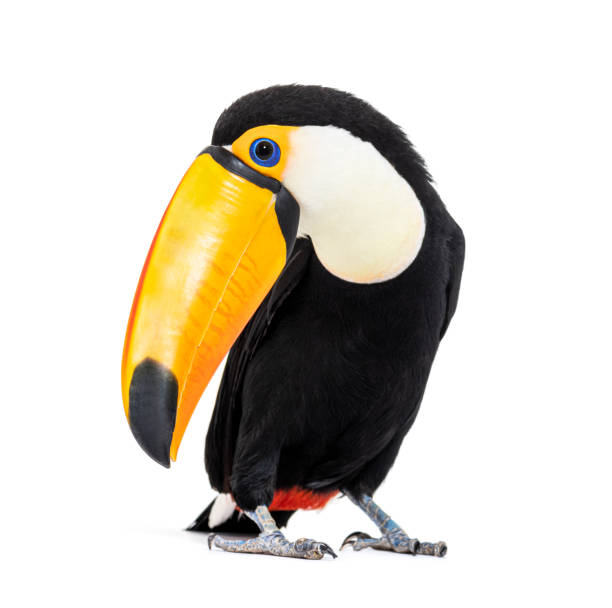 istock Toucan toco, Ramphastos toco, isolated on white 1413999044