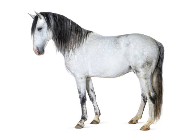 istock White lusitano horse standing in front, side view, isolated on white 1413999051