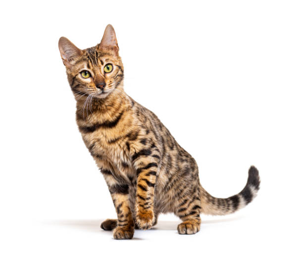 istock Bengal cat facing the camera, isolated on white 1413999055
