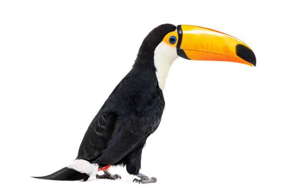 istock Toucan toco, Ramphastos toco, isolated on white 1413999078
