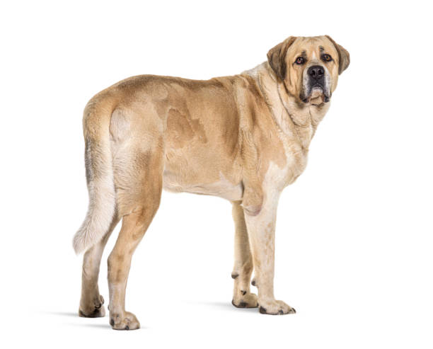 istock profile view of a Transmontano Mastiff, isolated on white 1413999079