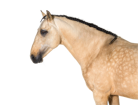 In a stable of purebred horses, a dark-haired horse with its mane combed with small braids is ready to parade.