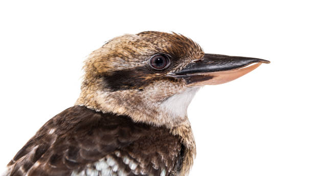 istock Kingfisher Laughing kookaburra, Dacelo novaeguineae, isolated on white 1413999088