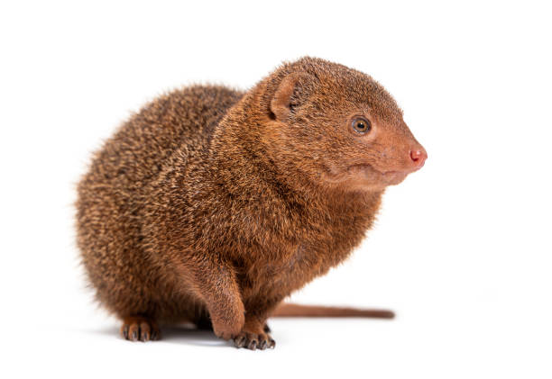 istock Ethiopian dwarf mongoose, Helogale hirtula, isolated on white 1413999094