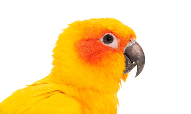 istock Sun parakeet, bird, Aratinga solstitialis, isolated on white 1413999104