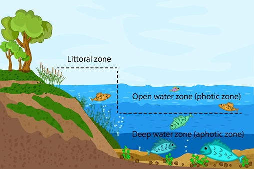 Lake ecosystems division into littoral, open water and deep water zones. Stock vector illustration
