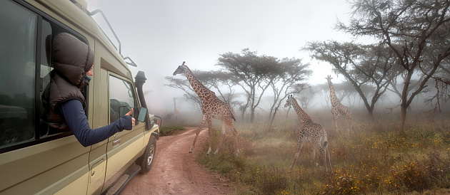 Happy woman traveler on a safari in Africa, travels by car in Kenya and Tanzania, watches life wild giraffes in the early morning in the savannah.\nAdventure and wildlife exploration in Africa.