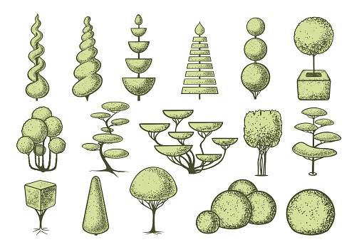 Sketch of topiary trees set. Geometric trees for advertising and landscape design. Isolated on white background. Vector.