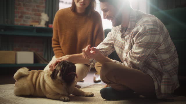 Happy Couple Cuddles Her Adorable Little Pug, Gives it Snacks at Home. Young Family Plays with their Dog, Best Friend. They Pet and Scratch Super Happy Doggy, Have Fun in the Living Room. Slow Motion