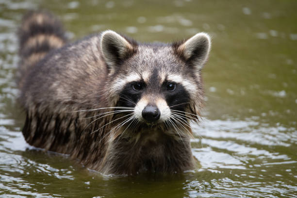 istock American Raccoon 1414001180