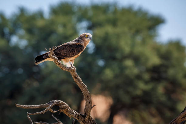 istock Black-chested Snake-Eagle in Kgalagadi transfrontier park, South Africa 1414002334