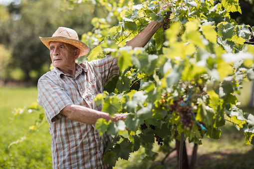 Older man with a sun hat picking raspberries at his garden