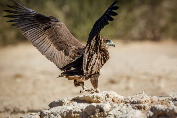 istock Bateleur Eagle in Kgalagadi transfrontier park, South Africa 1414002863