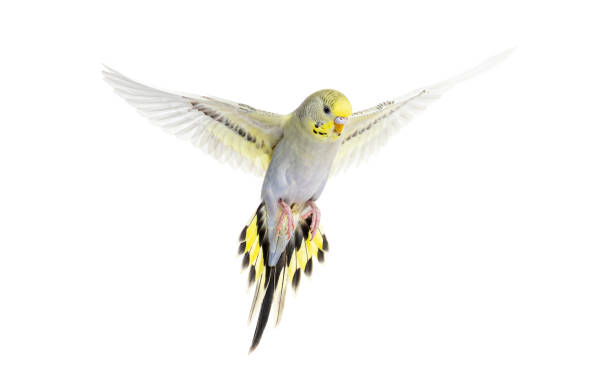 grey rainbow Budgerigar bird flying wings spread, isolated on white grey rainbow Budgerigar bird flying wings spread, isolated on white budgerigar stock pictures, royalty-free photos & images