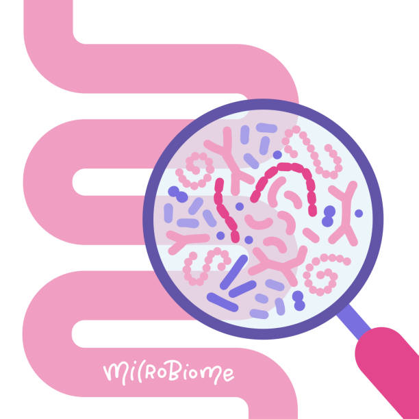 illustrazioni stock, clip art, cartoni animati e icone di tendenza di anstarct intestino umano e lente d'ingrandimento. concetto di microbioma intestinale. sibo, sindrome dell'intestino permeabile e crescita della candida. illustrazione vettoriale piatta isolata su sfondo bianco. - alimentary