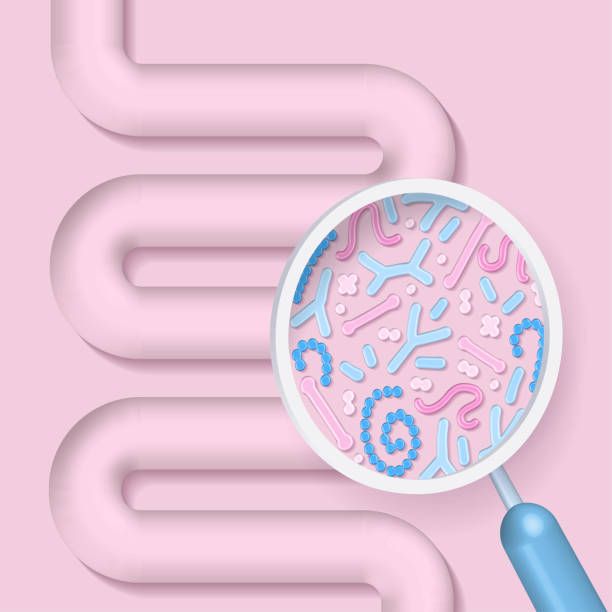medizinische 3d-render-illustration des mikrobioms, das mit einer lupe gezeigt wird. könnte das ergebnis von probiotika sein, die eine gute verdauungsflora oder andere mikroben fördern. darmbakterien-vektor-illustration. - alimentary stock-grafiken, -clipart, -cartoons und -symbole