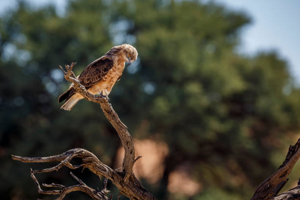 istock Black-chested Snake-Eagle in Kgalagadi transfrontier park, South Africa 1414004144