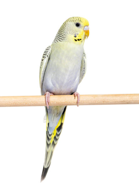 istock Budgeriar  grey rainbow on a wooden perch isolated on white 1414004225