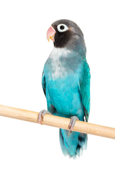 Black Cheecked Lovebird on a wooden perch,  Blue mutation, isolated on white