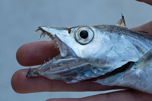 Close up of a cutlassfish