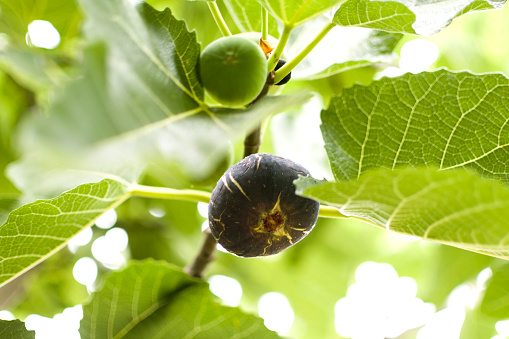 Fresh fig fruit and slices of figs, background