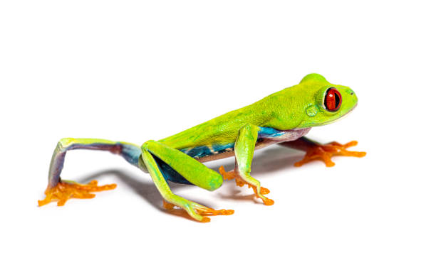 붉은 눈의 나무 개구리가 걸어 가고, agalychnis callidryas - animal frog tree frog rear end 뉴스 사진 이미지