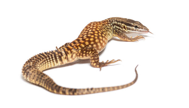 istock Spiny-tailed monitor, Varanus acanthurus, isolated on white 1414004585