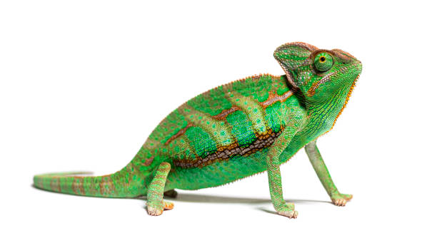 vista lateral de un camaleón velado, chamaeleo calyptratus, aislado sobre blanco - chameleon fotografías e imágenes de stock