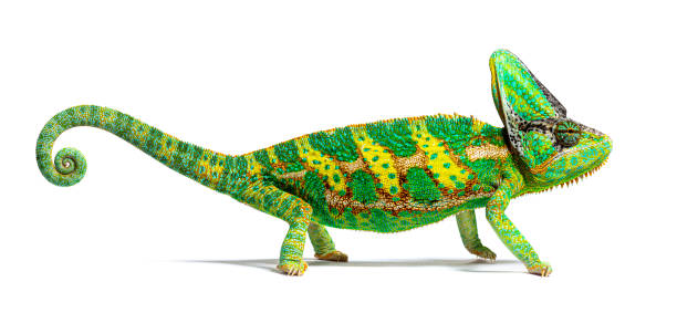 istock side view of a veiled chameleon, Chamaeleo calyptratus, isolated on white 1414005284