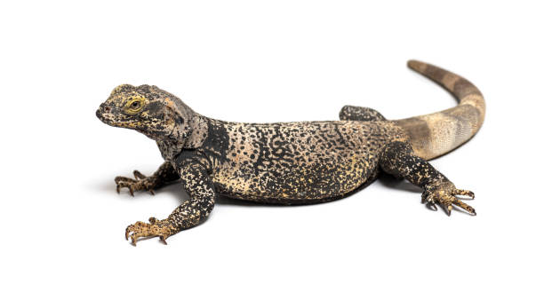 istock Sauromalus ater - common chuckwalla, specie of iguana, isolated on white 1414005306