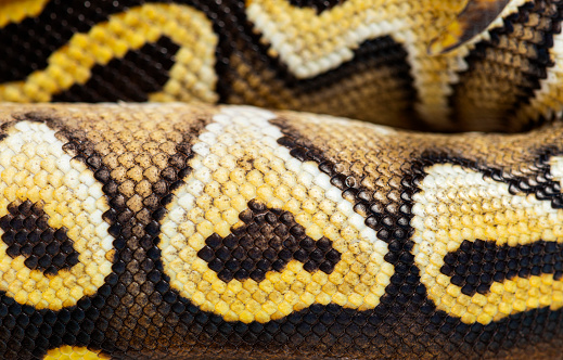 Ball Python Scales Pattern Guide Macro On Pastel Avc Ball Python Scales Python Regius Isolated On White ...