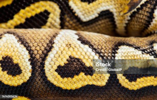 Ribbon Python Scale Pattern Macro On Pastel Avc Ball Python Scales Python Regius Isolated On White ...