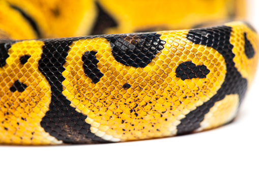 Detail macro of a Pastel ball python scales, Python Regius, isolated on white